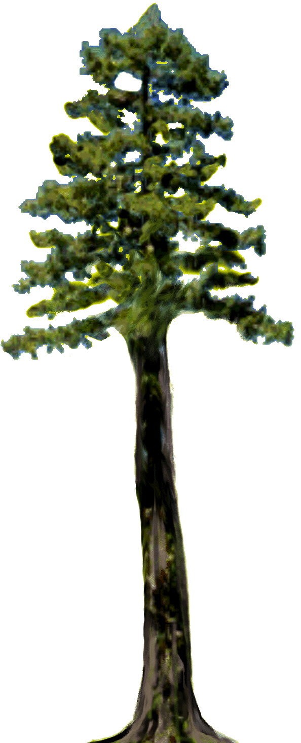 clip art redwood tree - photo #11